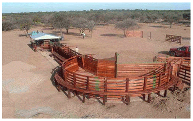 Sistema Ayllu, uniendo productividad y ecología por medio de la tecnología en la ganadería tropical. - Image 1