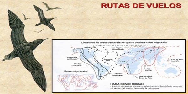 Influenza Aviar: Presencia de aves migratorias árticas en el territorio argentino - Image 18