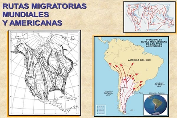 Influenza Aviar: Presencia de aves migratorias árticas en el territorio argentino - Image 27