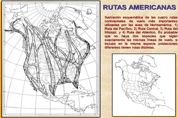 Influenza Aviar: Presencia de aves migratorias árticas en el territorio argentino - Image 28