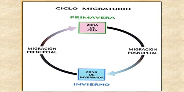 Influenza Aviar: Presencia de aves migratorias árticas en el territorio argentino - Image 15