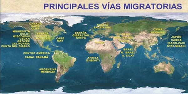 Influenza Aviar: Presencia de aves migratorias árticas en el territorio argentino - Image 16