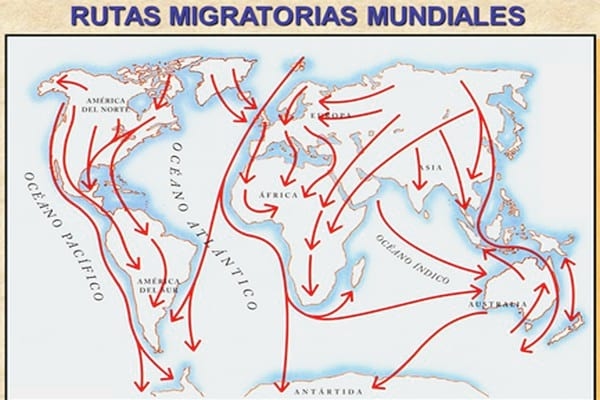 Influenza Aviar: Presencia de aves migratorias árticas en el territorio argentino - Image 26