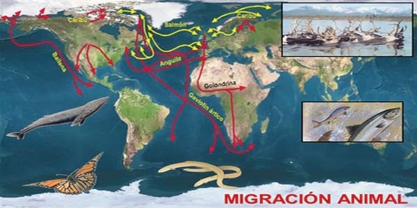 Influenza Aviar: Presencia de aves migratorias árticas en el territorio argentino - Image 21
