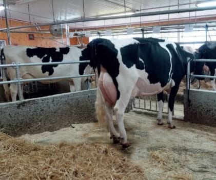 Cetosis subclínica, concentraciones de bhb’s en sangre y las vitaminas del complejo b: su relación en el manejo de las vacas en transición - Image 1