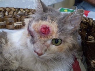 Concomitancia de infección por Cryptococcus neoformans y Hepatozoon sp. en un gato doméstico - Image 1