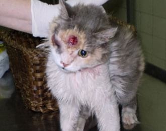 Concomitancia de infección por Cryptococcus neoformans y Hepatozoon sp. en un gato doméstico - Image 3