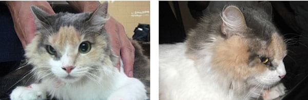 Concomitancia de infección por Cryptococcus neoformans y Hepatozoon sp. en un gato doméstico - Image 10