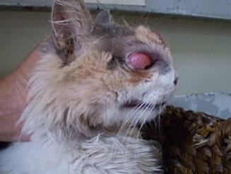Concomitancia de infección por Cryptococcus neoformans y Hepatozoon sp. en un gato doméstico - Image 2