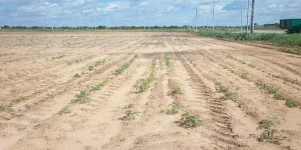 Limitantes de suelo más comunes que se pueden visualizar en campo - Image 6