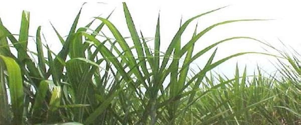 Síntomas de deficiencias nutricionales en el cultivo de la caña de azúcar reportadas en Venezuela - Image 3