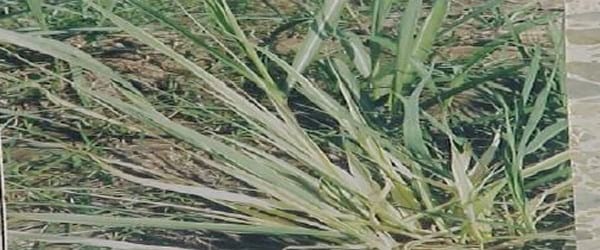 Síntomas de deficiencias nutricionales en el cultivo de la caña de azúcar reportadas en Venezuela - Image 5