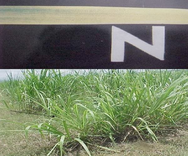 Síntomas de deficiencias nutricionales en el cultivo de la caña de azúcar reportadas en Venezuela - Image 1