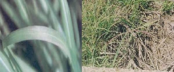 Síntomas de deficiencias nutricionales en el cultivo de la caña de azúcar reportadas en Venezuela - Image 2