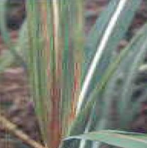 Insectos plagas y enfermedades plagas del cultivo de la caña de azúcar - Image 27