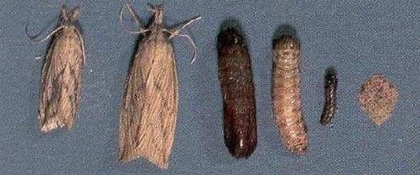 Insectos plagas y enfermedades plagas del cultivo de la caña de azúcar - Image 1
