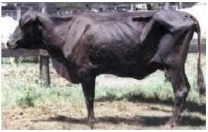 Aspectos Nutricionales de importancia en la producción lechera tropical - Image 19