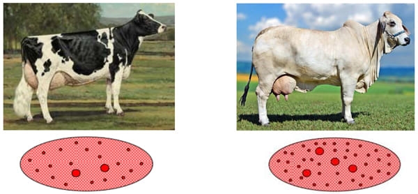 Manejo Reproductivo para mejorar la Productividad Lechera - Image 12