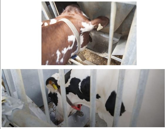 Manejo Reproductivo para mejorar la Productividad Lechera - Image 15