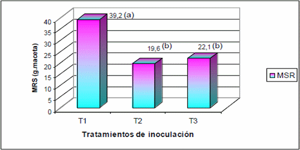 Histopatología y alteraciones morfológicas producidas por sporisorium sp. En rizomas de sorghum halepense - Image 10