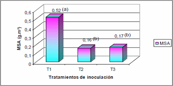 Histopatología y alteraciones morfológicas producidas por sporisorium sp. En rizomas de sorghum halepense - Image 9