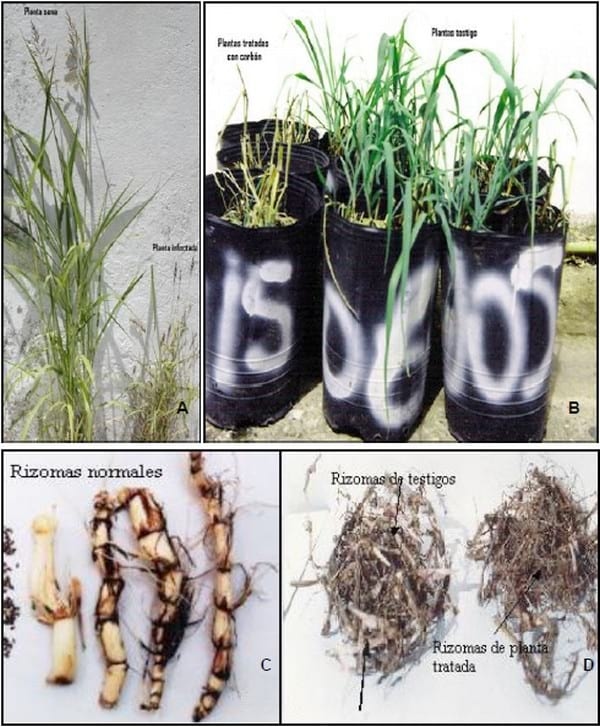 Histopatología y alteraciones morfológicas producidas por sporisorium sp. En rizomas de sorghum halepense - Image 11