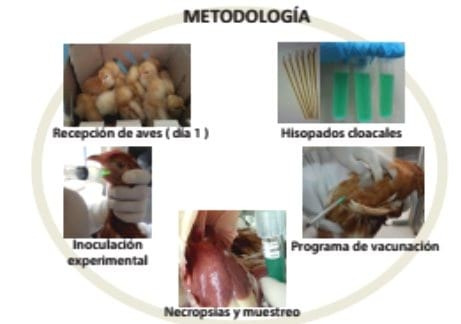 Eficacia de una vacuna triple inactivada oleosa contra Salmonella en gallinas ponedoras infectadas experimentalmente con Salmonella Enteritidis - Image 1