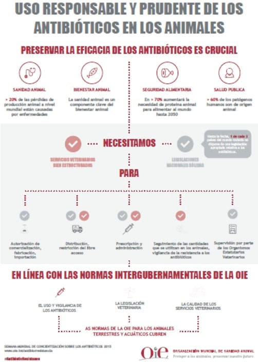 Uso responsable de los antibióticos y sus alternativas para proteger la salud de las aves - Image 1