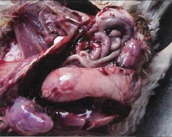Dieta, virus y micotoxinas en erosión de molleja y proventriculitis en pollos de engorde - Image 2