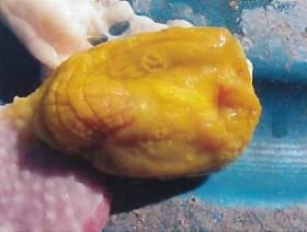 Dieta, virus y micotoxinas en erosión de molleja y proventriculitis en pollos de engorde - Image 1