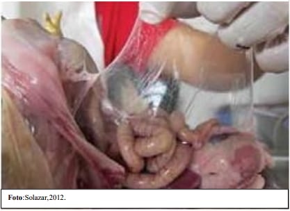 Uso de las pruebas diagnósticas para mycoplasma gallisepticum en pollos de engorde y actividad de la tiamulina a dosis de tratamiento - Image 4