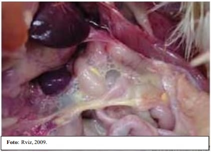Uso de las pruebas diagnósticas para mycoplasma gallisepticum en pollos de engorde y actividad de la tiamulina a dosis de tratamiento - Image 5