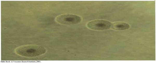Uso de las pruebas diagnósticas para mycoplasma gallisepticum en pollos de engorde y actividad de la tiamulina a dosis de tratamiento - Image 2