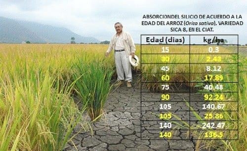 Rendimientos después del control de la enfermedad viral de la cinta blanca o cinta amarilla del arróz (Oryza sativa L.) - Image 1