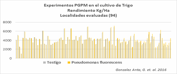 Microrganismos PGPM (Plant Growth Promoting Microrganims) Solubilizadores de Fósforo: Importancia Agronómica e Impacto Productivo - Image 1
