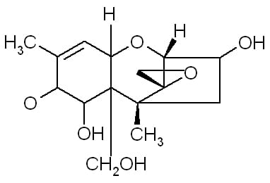 Micotoxinas del Trigo - Image 2