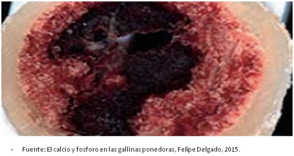 Estrategias nutricionales para lograr 500 huevos en 100 semanas en ponedoras de alta produccion - Image 11