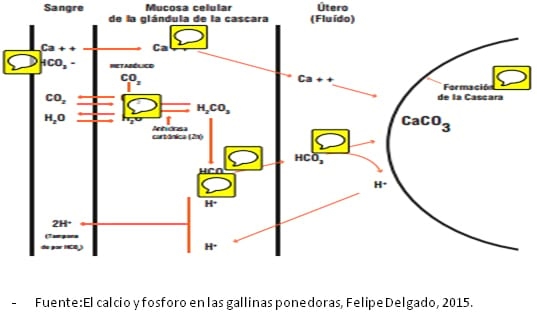Estrategias nutricionales para lograr 500 huevos en 100 semanas en ponedoras de alta produccion - Image 9