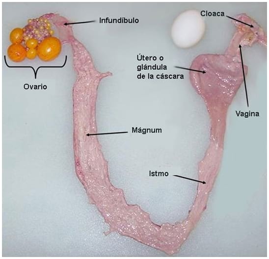 Estrategias nutricionales para lograr 500 huevos en 100 semanas en ponedoras de alta produccion - Image 14