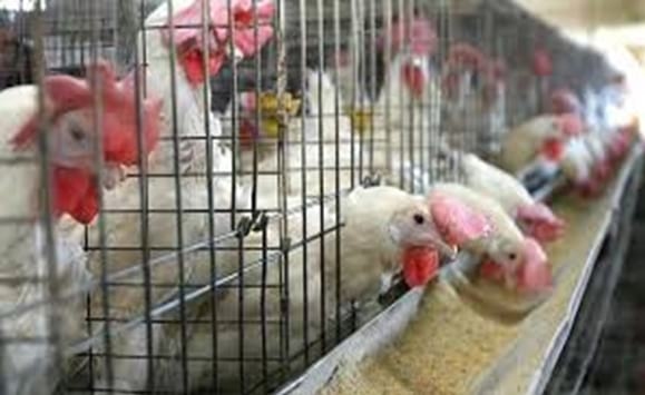Estrategias nutricionales para lograr 500 huevos en 100 semanas en ponedoras de alta produccion - Image 1