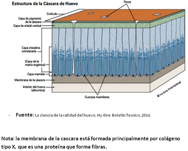 Estrategias nutricionales para lograr 500 huevos en 100 semanas en ponedoras de alta produccion - Image 8