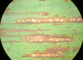 Mancha en cadena del sorgo (Passalora fusimaculans) en Entre Ríos - Image 2