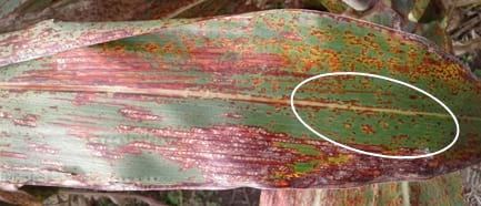 Mancha en cadena del sorgo (Passalora fusimaculans) en Entre Ríos - Image 3
