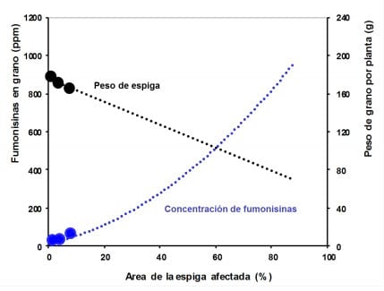 Resistencia a podredumbres de espiga y acumulacion de micotoxinas en maiz - Image 2