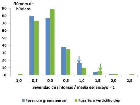 Resistencia a podredumbres de espiga y acumulacion de micotoxinas en maiz - Image 5