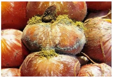 Resistencia a podredumbres de espiga y acumulacion de micotoxinas en maiz - Image 1