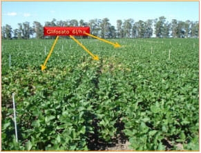 Micronutrientes en región pampeana argentina: Diagnóstico de carencias y tecnología de aplicación - Image 7
