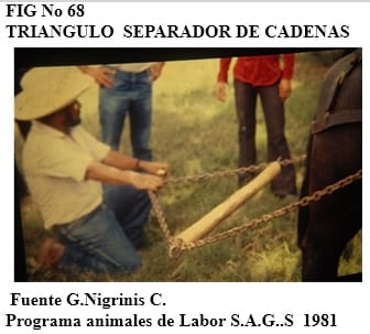 El bufalipso como animal de trabajo - Image 12