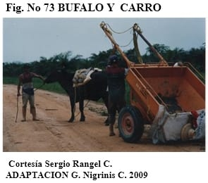 El bufalipso como animal de trabajo - Image 18