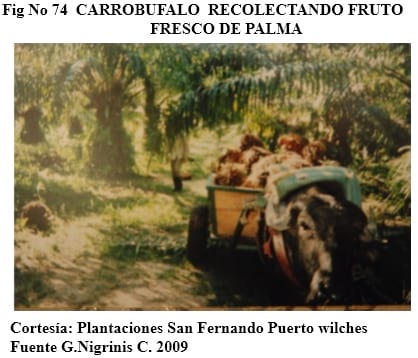 El bufalipso como animal de trabajo - Image 19